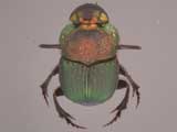 Phanaeus Dung Beetle. Credit: L. Buss