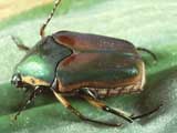 June Beetle. Credit: J. Capinera
