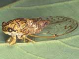 Hieroglyphic Cicada. Credit: J. Castner