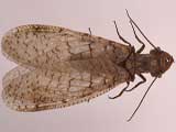 Eastern Dobsonfly. Credits: L. Buss