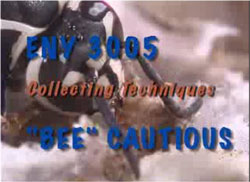 Bee Cautious video