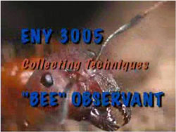 Bee Observant video