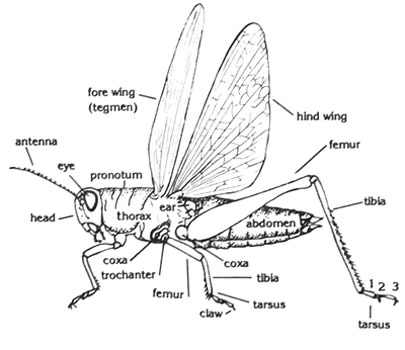 Insect Basic Anatomy
