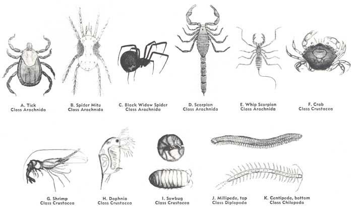 Arthopod Relatives of Insects