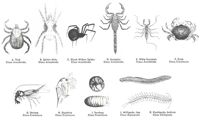 arthropods are a type of spider