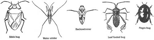 hemiptera wings