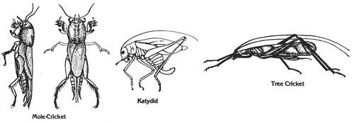 katydid metamorphosis