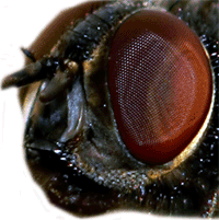 fly compound eye