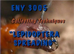 Lepidoptera Spreading video