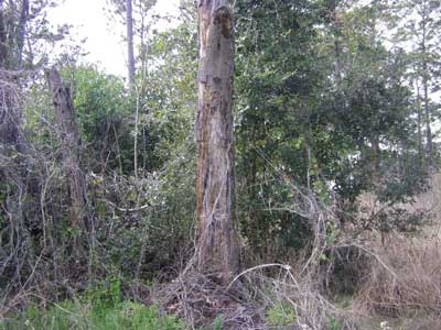 Dead Tree
