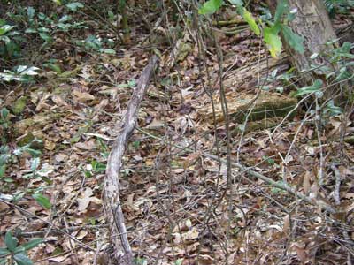 Leaf Litter