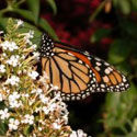 Monarch Butterfly