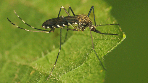 Adult female Aedes japonicus (Theobald) with golden stripes on scutum (dorsal area of thorax). 