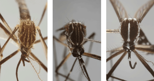 Although similar in appearance to other container-inhabiting species found in Florida, the gold lyre-like pattern on the scutum easily distinguishes Aedes japonicus