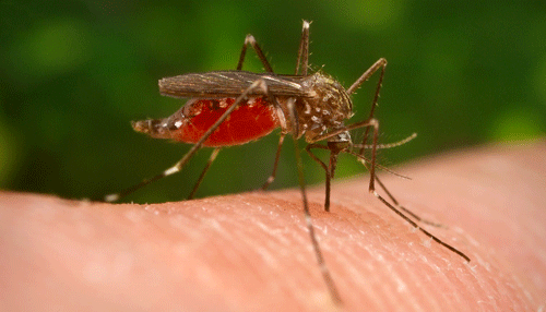 An adult female Aedes japonicus (Theobald) taking a blood meal from a human