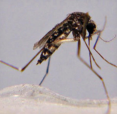 Adult female Aedes taeniorhynchus.