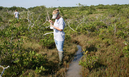 Mosquito control worker sampling larvae in a marsh as part of a surveillance program.
