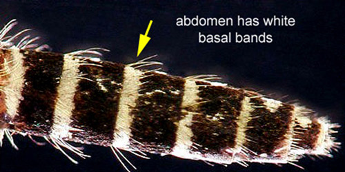 Aedes taeniorhynchus adult proboscis.