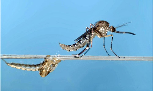 Aedes taeniorhynchus adult emerging from pupa. 