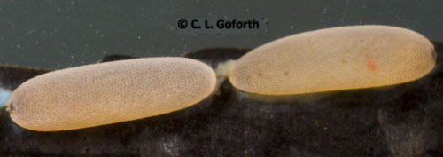Notonecta sp. eggs on aquatic vegetation, which is typical of all Notonectids. Photograph by Chris Goforth. https://thedragonflywoman.com