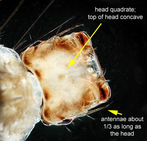 Close-up of the head of Psorophora ciliata 