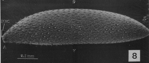 Egg of Psorophora columbiae (Dyar & Knab), taken from a scanning electron micrograph figure in Bosworth et al. (1998). The anterior end of the egg is oriented to the left in the image, with the micropyle (or follicular attachment point when in the ovary) denoted with MiC. The posterior end (P), dorsal side (D), and ventral side (V) are also denoted. 