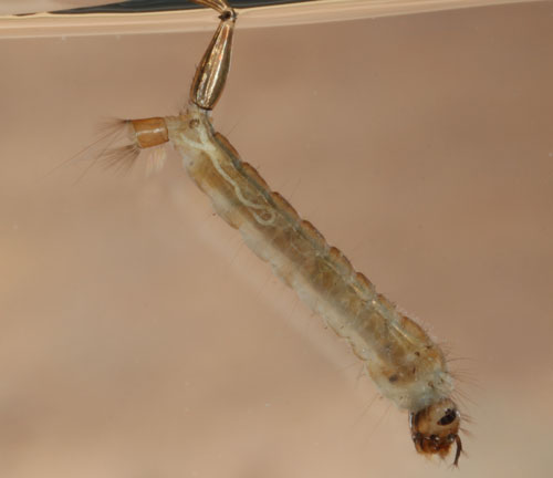 Psorophora columbiae (Dyar & Knab) larva. Photograph by Nathan Burkett-Cadena, Entomology and Nematology Department, University of Florida.