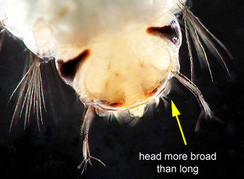 Larval Psorophora columbiae (Dyar & Knab) head. Head capsule is wider than its length, giving a squashed appearance. Antennae are visible as two arm-like structures extending from the edge of the head, terminating in hair-like structures, or setae. Image from the University of Florida, Florida Medical Entomology Laboratory.