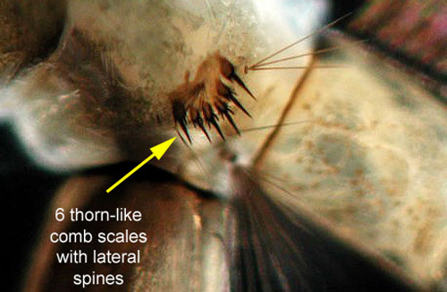 Larval Psorophora columbiae (Dyar & Knab) terminal abdominal segments viewed from the side with the head and thorax past the top left of the image, the siphon extending past the the bottom left, and the final abdominal segment (anal segment) partially visible in the bottom right. A series of six barbed, thorn-like comb scales is located on the eighth abdominal segment. Image from the University of Florida, Florida Medical Entomology Laboratory.