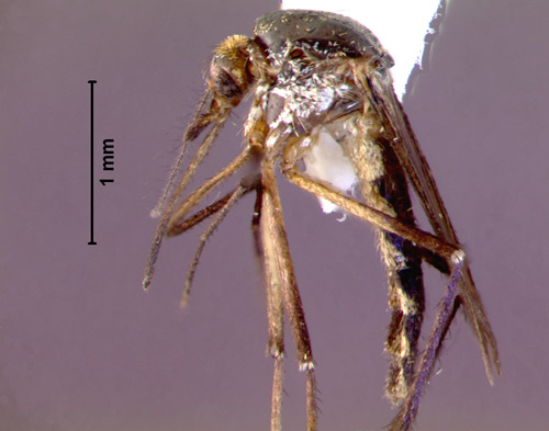 Adult female Psorophora ferox, a mosquito (lateral view)