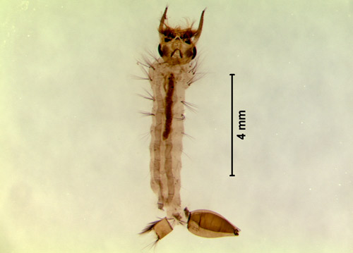 Larval Psorophora ferox.