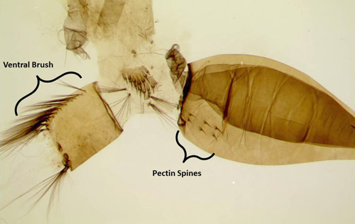 Close up view of comb scales of Psorophora ferox larva.