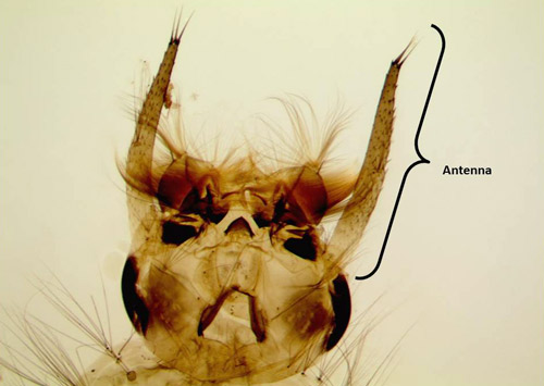 Close up view of larval Psorophora ferox, showing antennae length relative to head size.