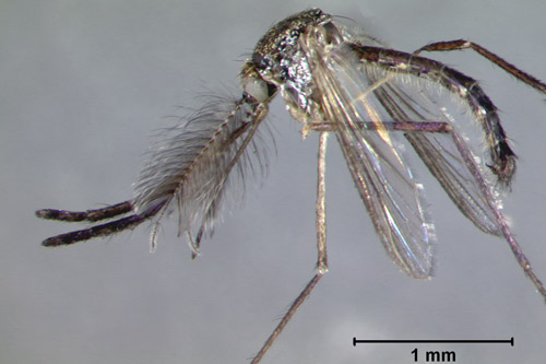Close up of adult male showing thorax and head. The large plumose antennae of the individual indicate it is a male.