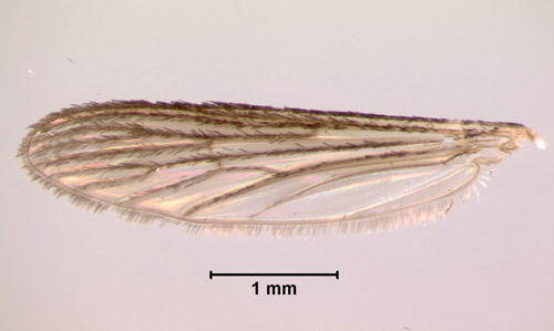 Wing of Psorophora ferox, showing dark wing scales.