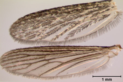 Psorophora ferox wing below showing magnified view of narrow wing scales and dark color. Coquillettidia perturbans (Walker) wing above comparing more broad wing scales, some of which are a lighter color.