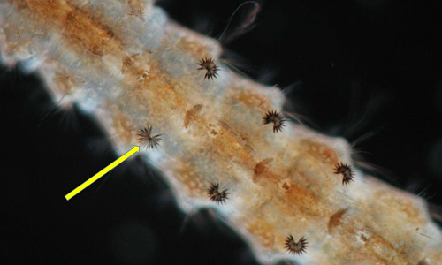 Arrow points to palmate hairs on abdomen of Anopheles quadrimaculatus larva. 