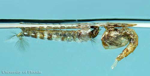Larva (left) and pupa (right) of the common malaria mosquito, Anopheles quadrimaculatus Say. 
