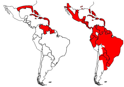 Reinfestation by the yellow fever mosquito, Aedes aegypti (Linnaeus), in the Americas, as of 2002. Left image shows reduction of range resulting from the eradication programs beginning in the mid-1990s. Right image shows reinfestation resulting from the end of the eradication programs.