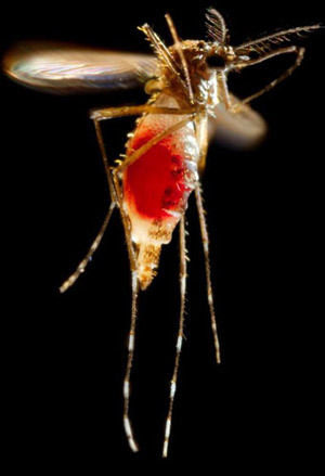 An adult female yellow fever mosquito, Aedes aegypti (Linnaeus), with a newly-obtained fiery red blood meal visible through her now transparent abdomen. The now heavy female mosquito takes flight as she leaves her host's skin surface. After having filled with blood, the abdomen became distended, stretching the exterior exoskeletal surface, causing it to become transparent, and allowed the collecting blood to become visible as an enlarging intra-abdominal red mass. Note also the clearly defined head, mouth parts and legs.