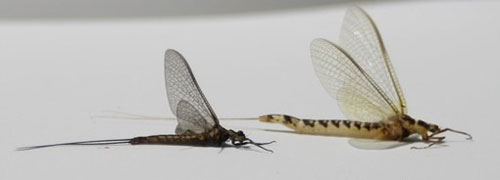 Male (left) and female (right) adults of Hexagenia limbata (Serville). Photograph by John Simonson, wiflyfisher.com