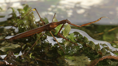 Adult water stick-insect, Ranatra linearis