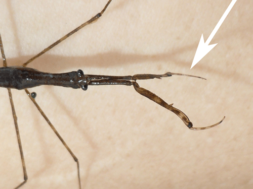 Water stick-insect, Ranatra australis (Fabricius), and its specialized raptorial forelimbs.