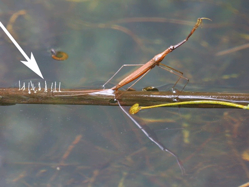 Water stick-insect, Ranatra linearis (L.), laying eggs