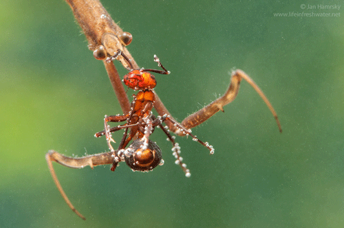 Water stick-insect, Ranatra linearis (L.), preying on an ant found on the water’s surface.