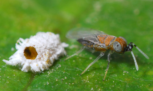 Female Anagyrus pseudococci and exit hole in a mealybug host.