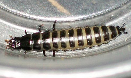 Second instar Calosoma scrutator (Fabricius 1775) larva