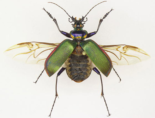 Adult Calosoma scrutator (Fabricius 1775) (dorsal view) with wings spread