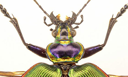 The head and pronotum of an adult Calosoma scrutator (Fabricius 1775) (dorsal view).