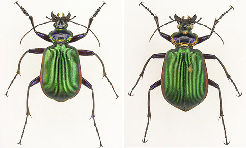 Adult male (left) and female (right) Calosoma scrutator (Fabricius 1775). Notice the male’s strongly curved mid-tibiae with reddish setae